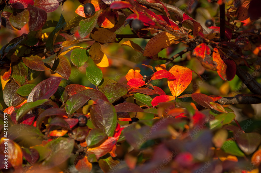 shiny cotoneaster autumn branches, leaves of various colors