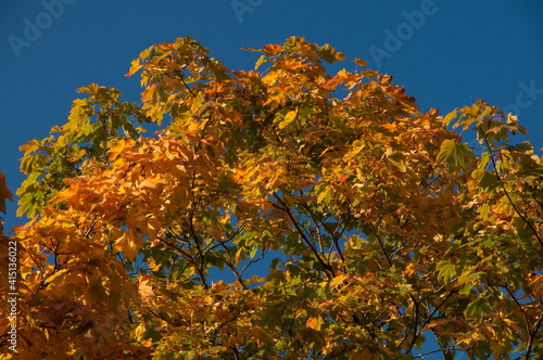 Autumn maple tree, blue sky background