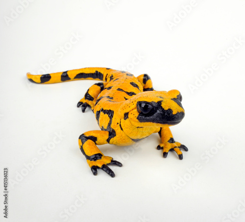  high yellow Fire salamander // Feuersalamander (Salamandra salamandra) mit hohem Gelbanteil photo