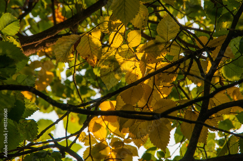 Autumn branches with green and yellow leaves