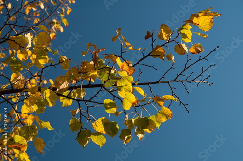 Autumn branch with yellow leaves, blue sky background