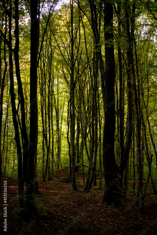 Fototapeta premium forest full of greenery during a late summer morning with sunlight shining through the branches of the trees