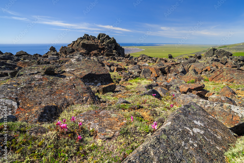 Summer arctic landscape. A view of the rocks, the sea bay and the endless expanses of the tundra. Small wildflowers among the stones. Travels and hikes to the far north to the Arctic. Chukotka, Russia