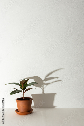 Home flower Ficus close-up on a white table against a white wall, the shadow of a flower on the wall, biophilic design © pundapanda