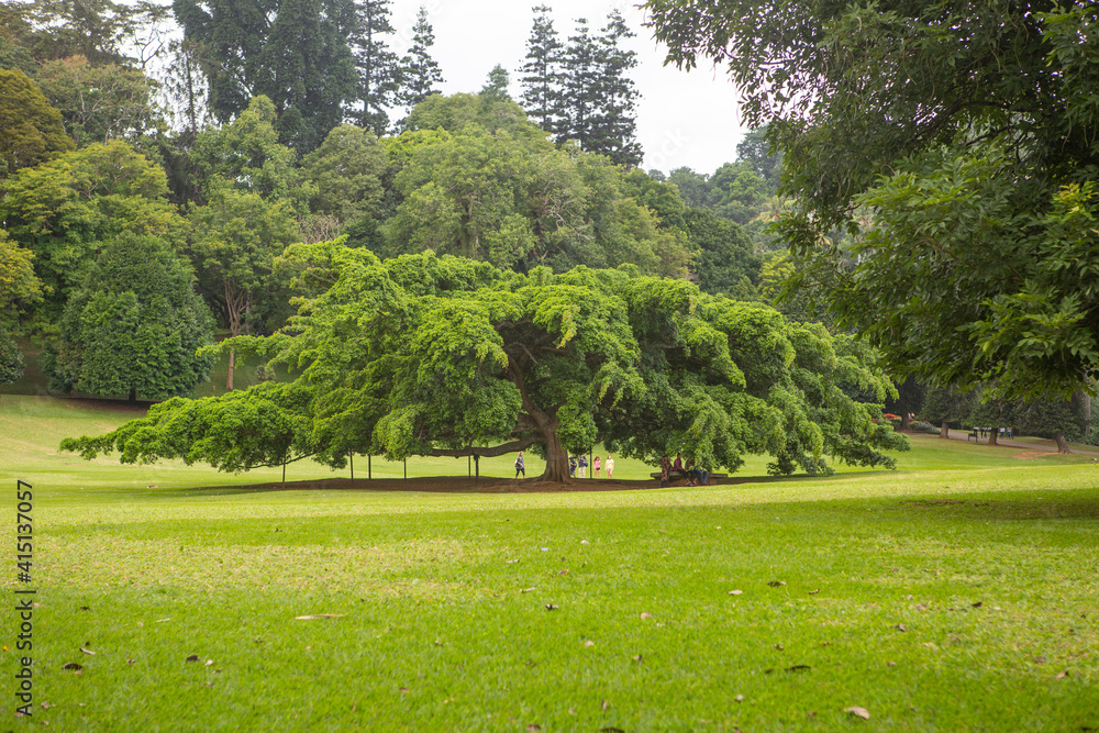 Obraz premium The largest fig tree in the botanic park of Kandy, Sri Lanka