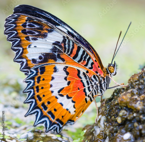 Monarch Butterfly © Louise