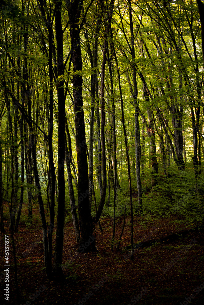 Naklejka premium forest full of greenery during a late summer morning with sunlight shining through the branches of the trees