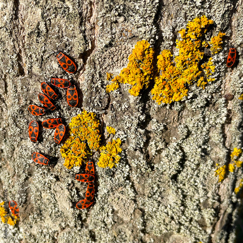 insectes (Pyrrhocore) aussi appelés gendarmes pour leur ressemblance avec les premiers uniformes. Mais on les appelle aussi cherche-midi pour leur attirance pour le soleil au zénith (ou punaise rouge) photo