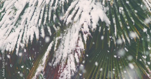 climatic anomaly. close-up of palm tree foliage under snow during snowfall.