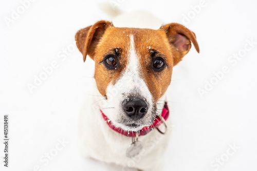 muzzle jack russell terrier smooth in the snow on a background of snow