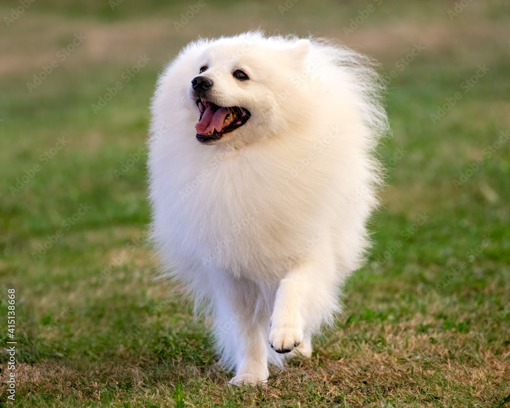 Japanese Spitz