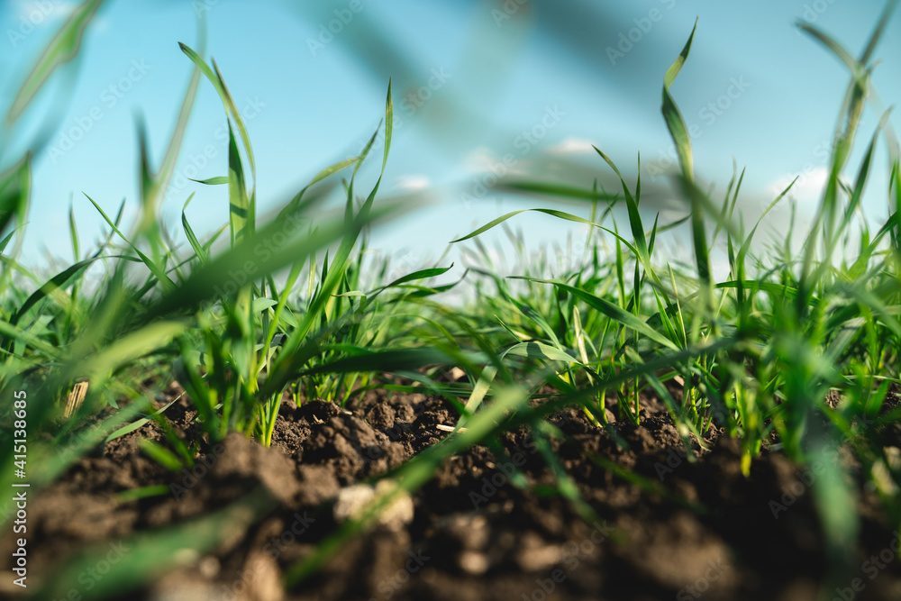 Green field grass in black ground against blue clear sky Green field grass in black ground against blue clear sky