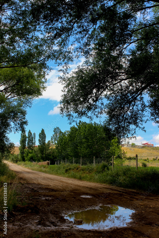 Beautiful pastoral view with a puddle, dirth road, green tall trees, green leaves of the branches, clouds and blue sky. Selective focus.