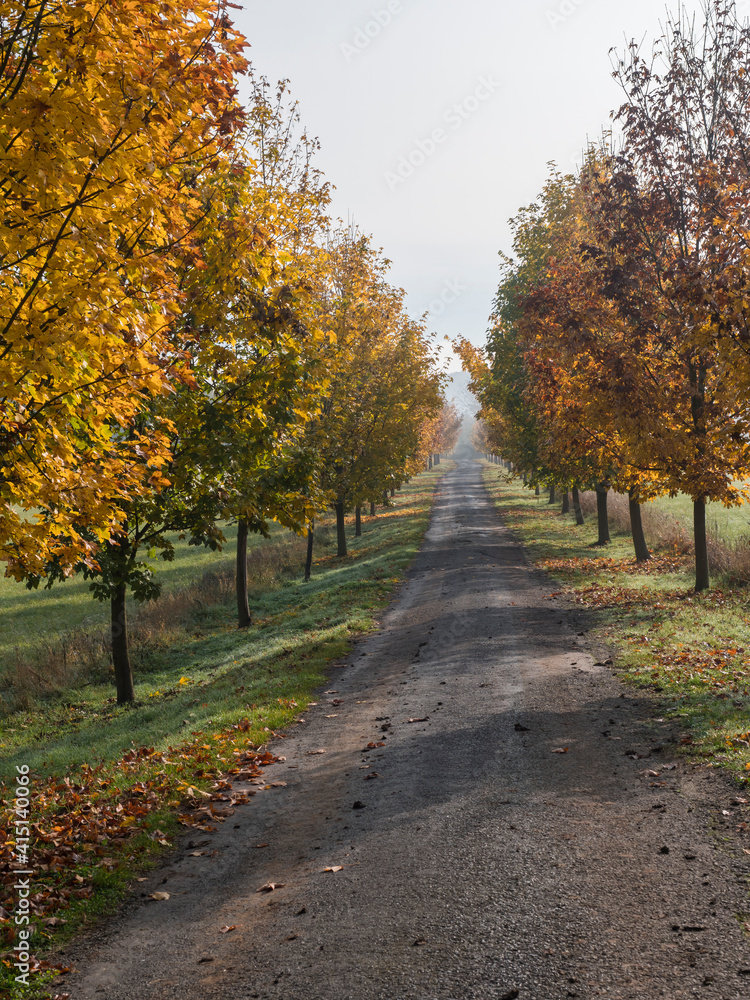 Fototapeta premium Rural country road, alley with autumn colored yellow maple trees. Sunlight, shadows, fog and mist. Romantic autumn scene
