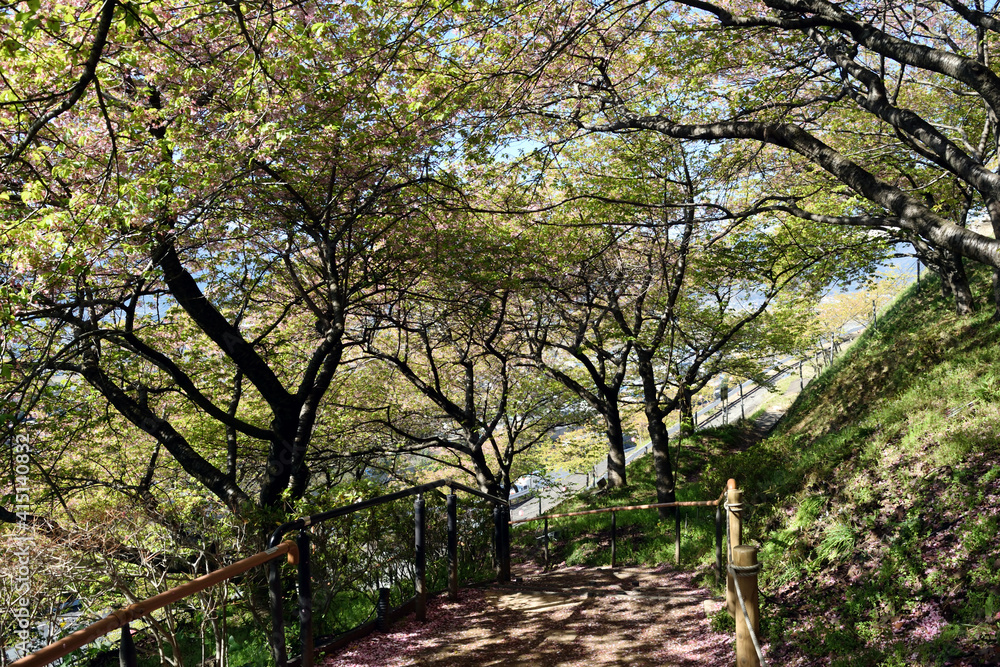 神奈川県松田山 河津桜 桜ロード 遊歩道