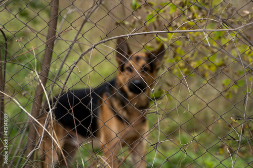 German shepherd behind cage with a trees and grass background looks in a camera. Animal, dog, pet, friend.