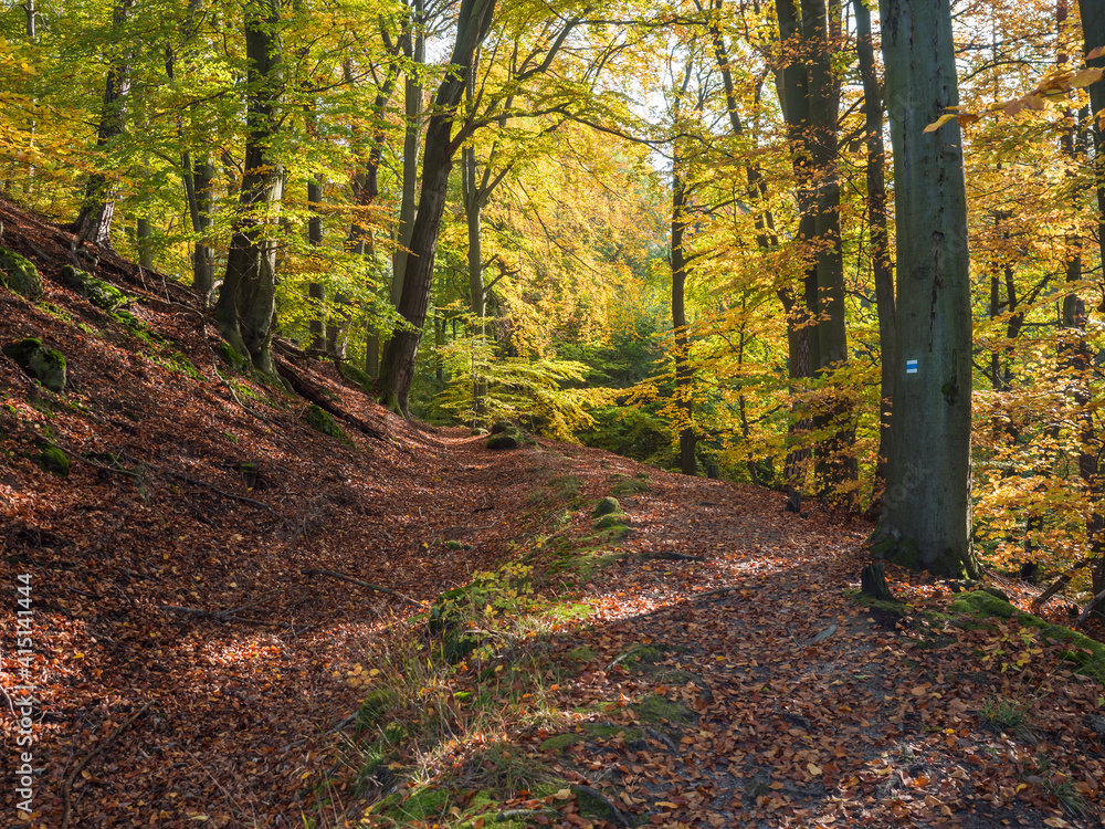 Footpath at colorful autumn deciduous beech tree and spruce tree forest ground covered with fallen leaves, sunny day Footpath at colorful autumn deciduous beech tree and spruce tree forest ground covered with fallen leaves, sunny day