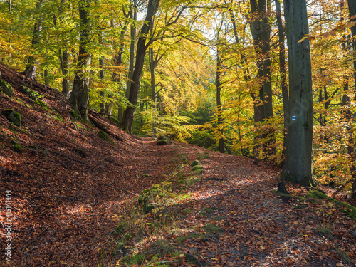 Footpath at colorful autumn deciduous beech tree and spruce tree forest ground covered with fallen leaves, sunny day photo