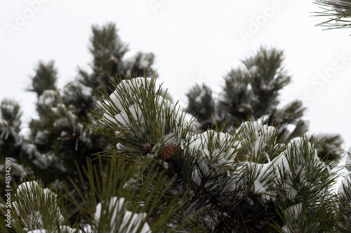 Wintery landscape view with pine cones and snow on the branches of a pine tree. Selective focus.