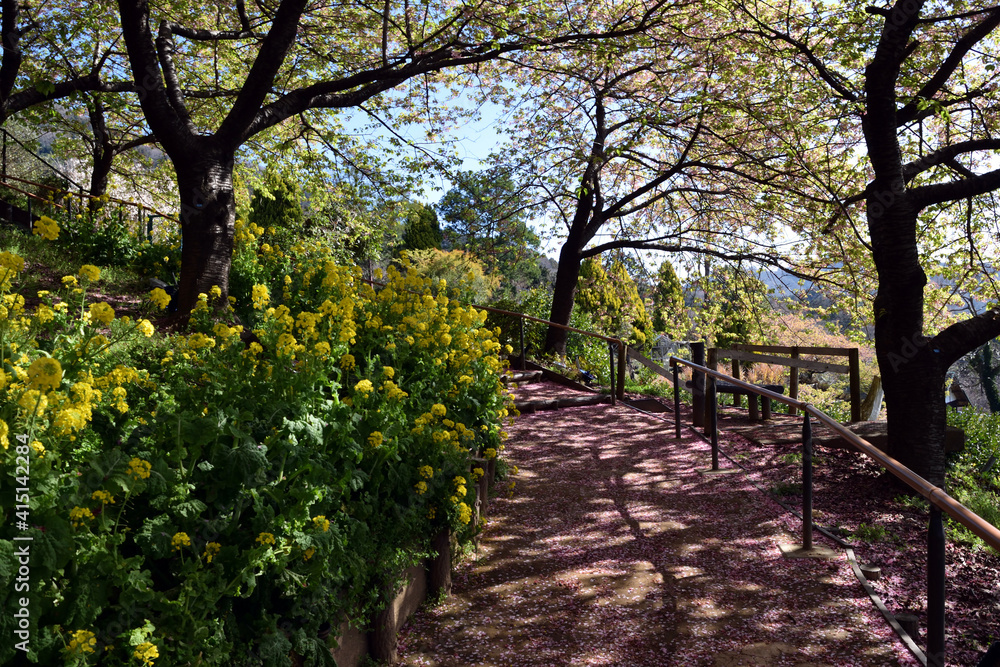 神奈川県松田山 河津桜と菜の花 遊歩道 神奈川県松田山 河津桜と菜の花 遊歩道
