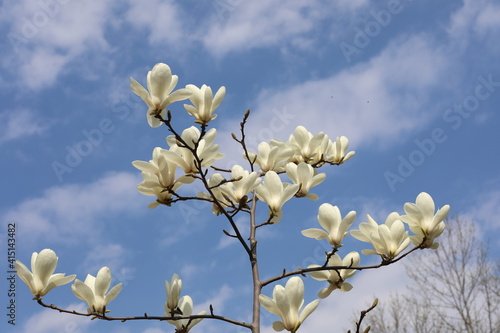 blossoming tree in spring. Beauty of fresh bloom magnolia tree in spring time on a sunny day