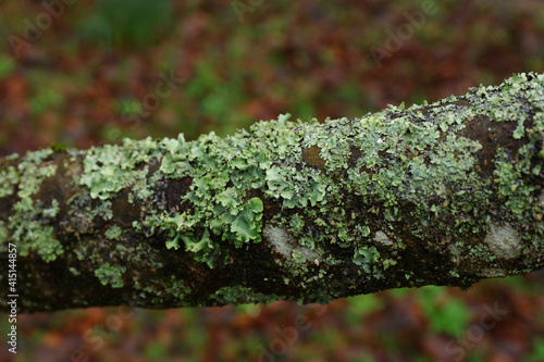 Varied Rag Lichen ( Platismatia glauca ), over a branch tree photo