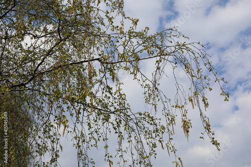 branches against blue sky. Beauty of fresh birch tree with buds in spring time on a cloudy day