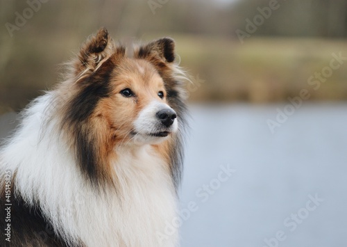 Fototapeta Naklejka Na Ścianę i Meble -  Portrait of a Shelite Shetland Sheepdog dog