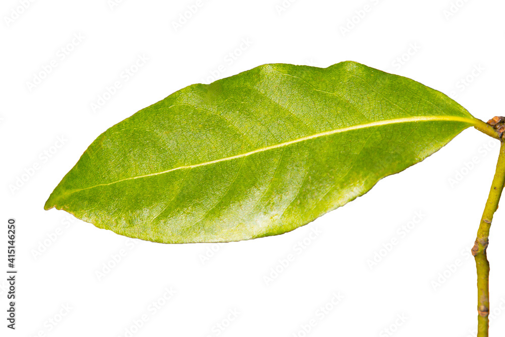 Green Bay leaf on a white background isolate, spices ingredients the background, the young leaves of the Laurel tree Green Bay leaf on a white background isolate, spices ingredients the background, the young leaves of the Laurel tree