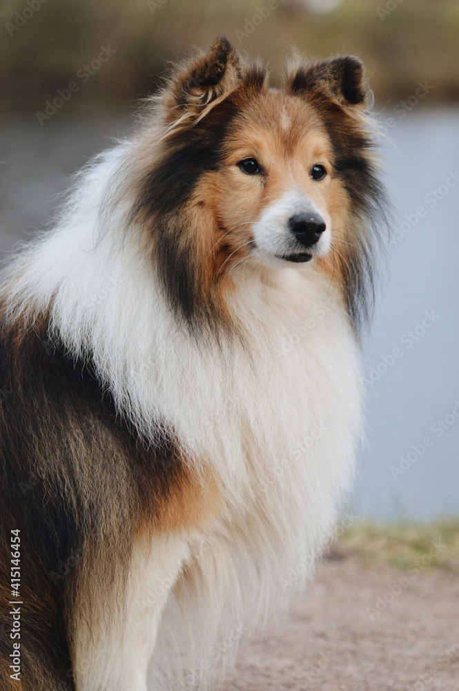 Portrait of a Shelite Shetland Sheepdog dog