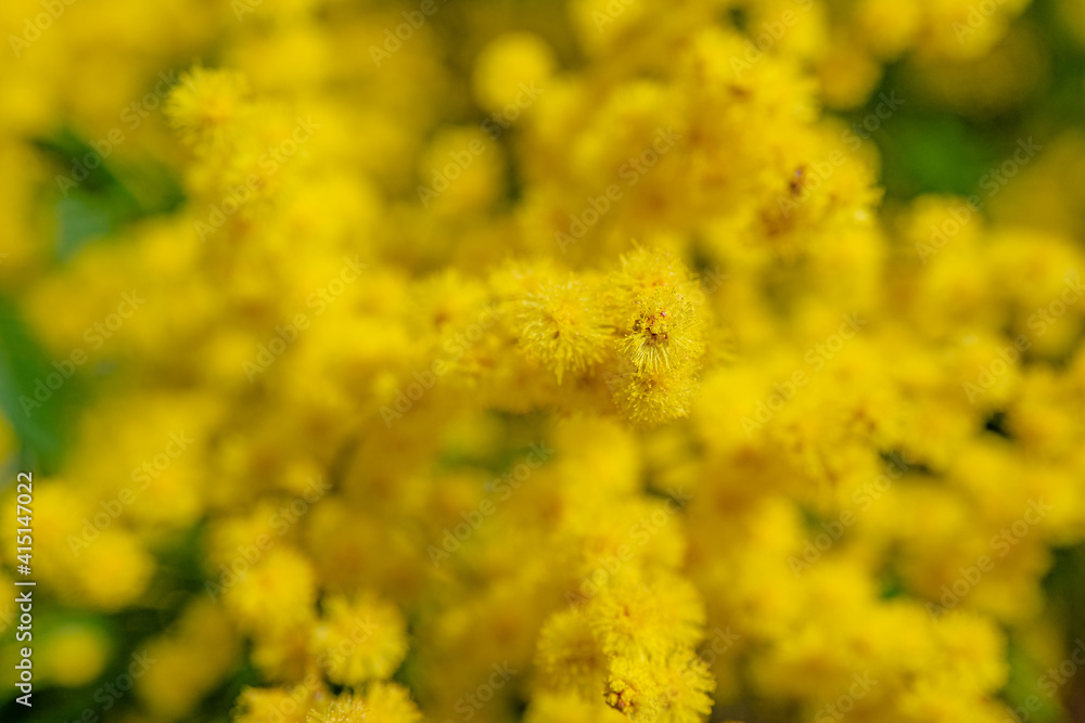 Mimosa trees blooming in springtime in the south of France Mimosa trees blooming in springtime in the south of France