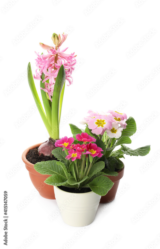 Different beautiful potted flowers on white background