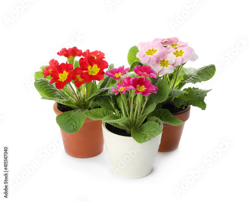 Beautiful potted primula flowers on white background