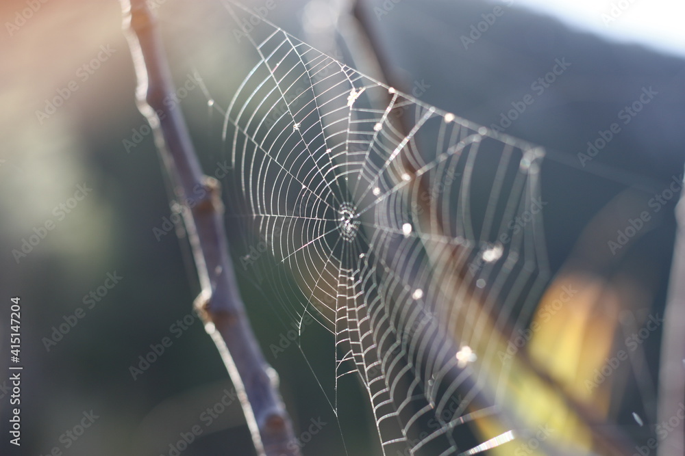 spiderweb cobweb nature sunset wooden