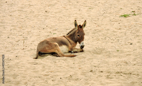 Light brown donkey lying in Egyptian sand.
