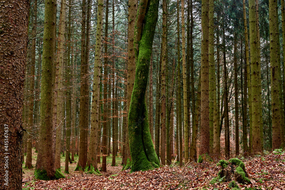 Fototapeta premium An autumn forest