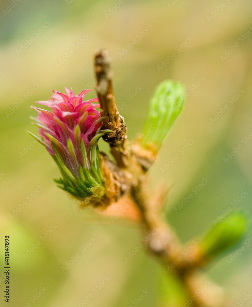 Small pink flower of a European Larch tree Small pink flower of a European Larch tree