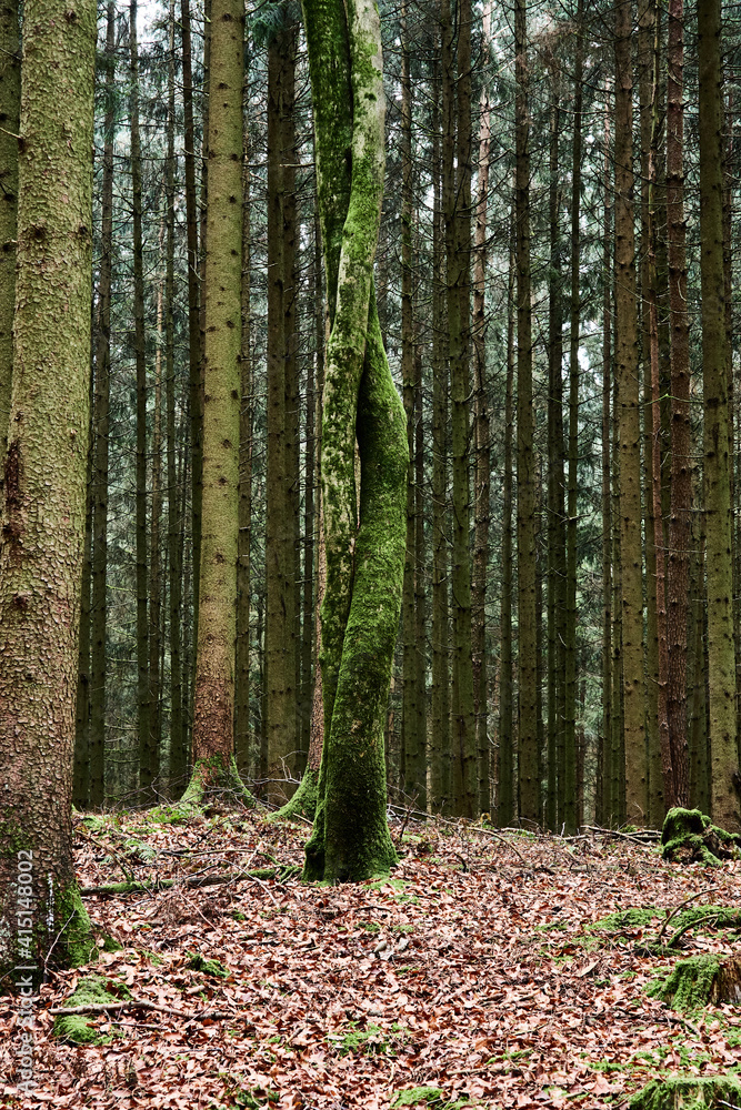 Fototapeta premium An autumn forest