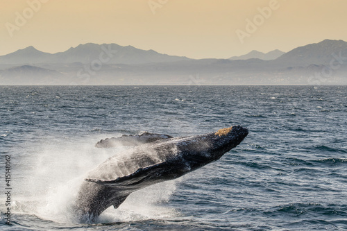 Adult humpback whale (Megaptera novaeangliae), breaching, San Jose del Cabo, Baja California Sur