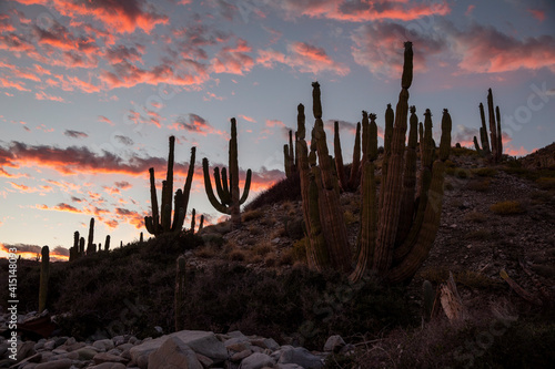 Mexican giant cardon cactus (Pachycereus pringlei), at sunset on Isla Santa Catalina, Baja California photo