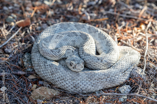Ashy morph of the Santa Catalina rattlesnake (Crotalus catalinensis), endemic to Isla Santa Catalina, Baja California Sur