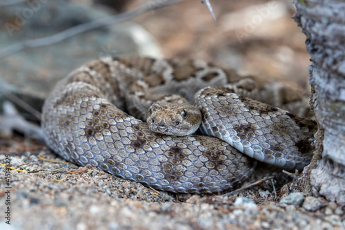 Brown morph of the Santa Catalina rattlesnake (Crotalus catalinensis), endemic to Isla Santa Catalina, Baja California Sur photo