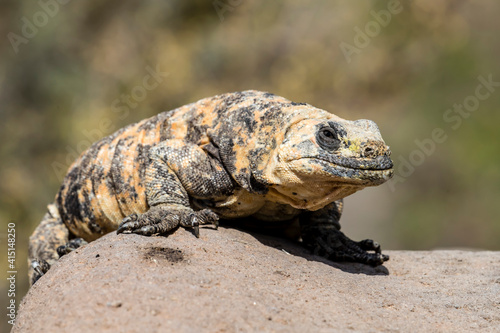 Adult San Esteban pinto chuckwalla (Sauromalus varius), endemic to Isla San Esteban, Baja California photo