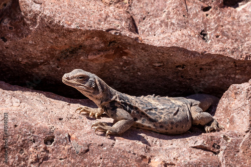 Adult northern chuckwalla (Sauromalus obesus), Bahia Dispensa, Isla Espiritu Santo, Baja California Sur photo