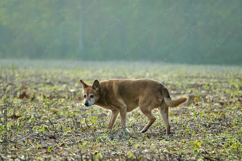 Fototapeta premium dog in the grass, photo picture digital image