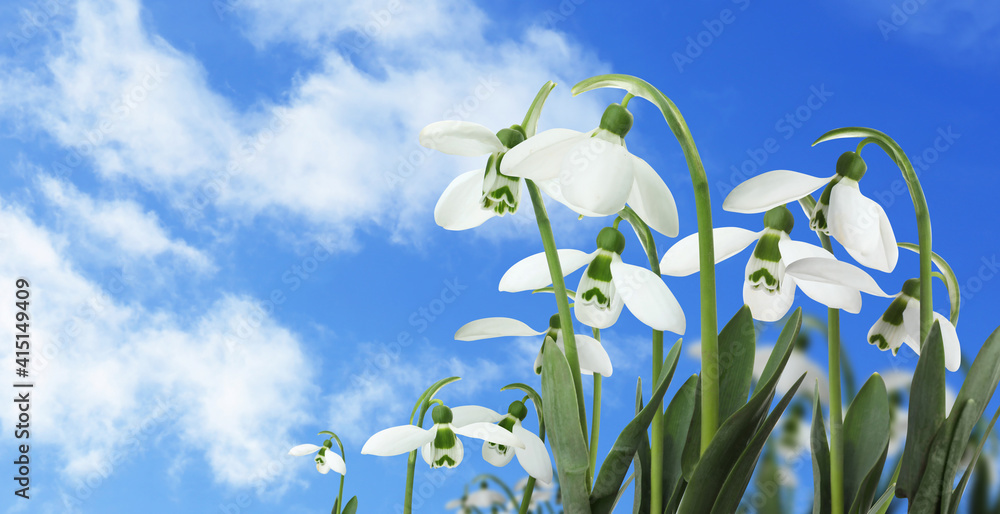 Obraz premium Beautiful tender spring snowdrops outdoors against blue sky, space for text. Banner design