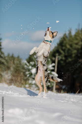 Border collie puppy in winter forest. Snowing landscape © OlgaOvcharenko