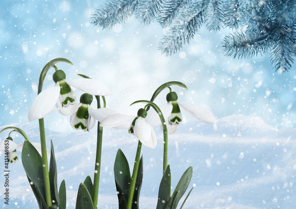Beautiful tender snowdrops outdoors. First spring flowers Beautiful tender snowdrops outdoors. First spring flowers