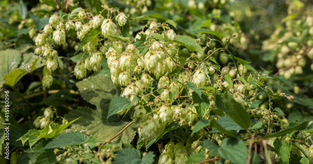 Hops for beer production. Selective focus. Hops for beer production. Selective focus.