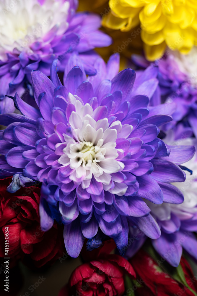 Obraz premium Decorative, purple flowers